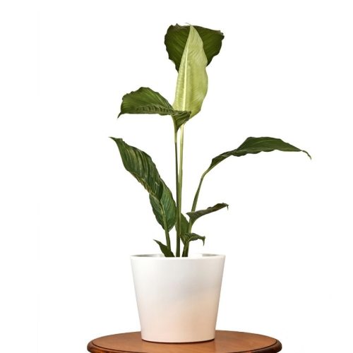 giant-peace-lily-indoor-plant