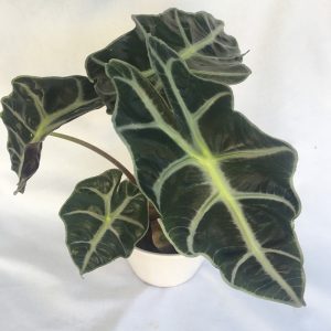 Alocasia-online-plants
