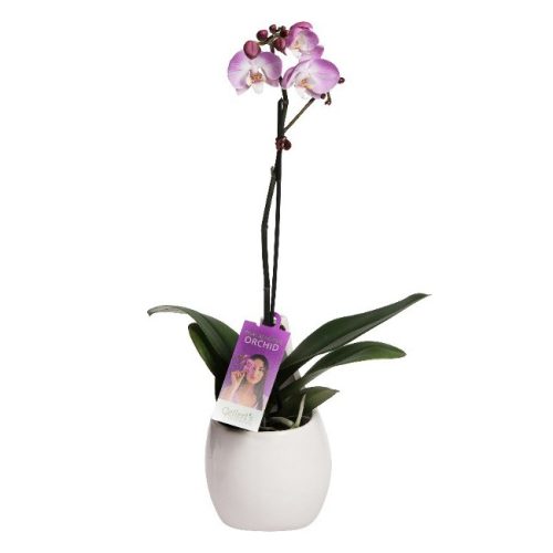 Orchid-Vase-1