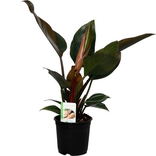 Philodendron-Rojo-Congo