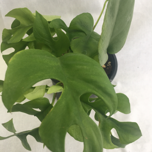 Philodendron-minima-1-online-plants