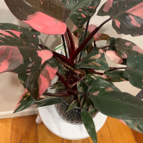 Pink-philodendron