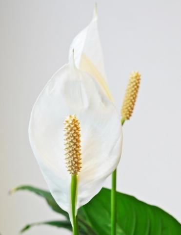 Spathiphyllum-peace-lily-with-white-background