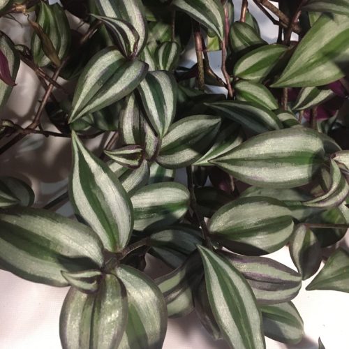 Tradescantia-purple-plant