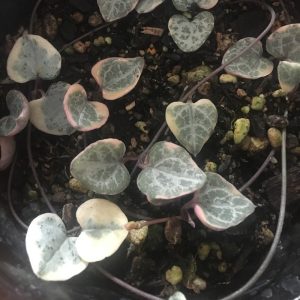 Variegated-String-of-Hearts