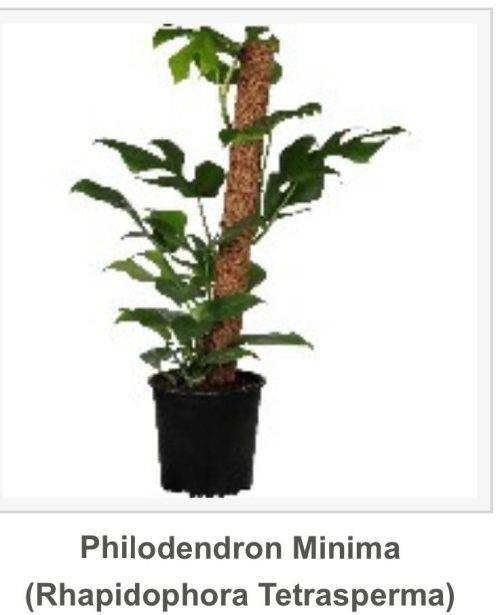Philodendron Minima Indoor Plants
