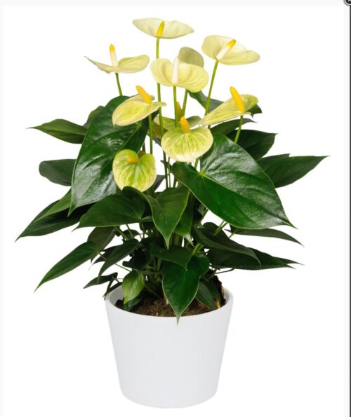 Buy Anthurium Vanilla Plant Online NZ