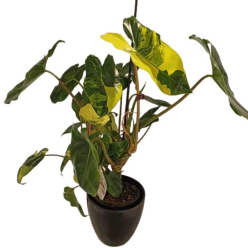 Buy Philodendron Burle maxi Varigated online nz