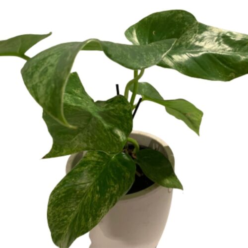 Buy Philodendron Blizzard Plant Online NZ