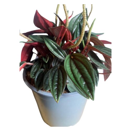 Peperomia Rosso Care Plant Online NZ