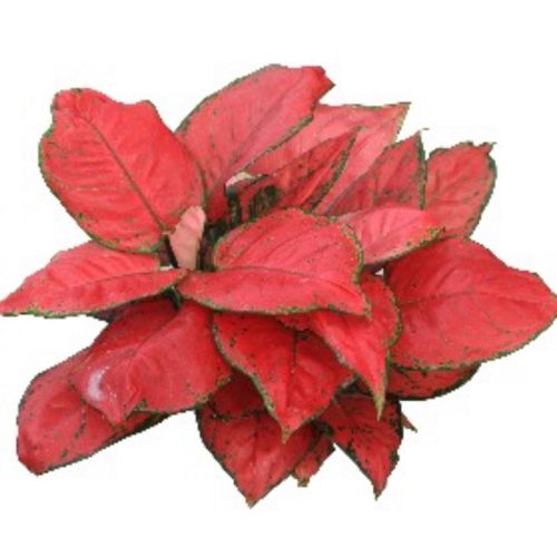 Aglaonema Red Beauty Plant Online NZ
