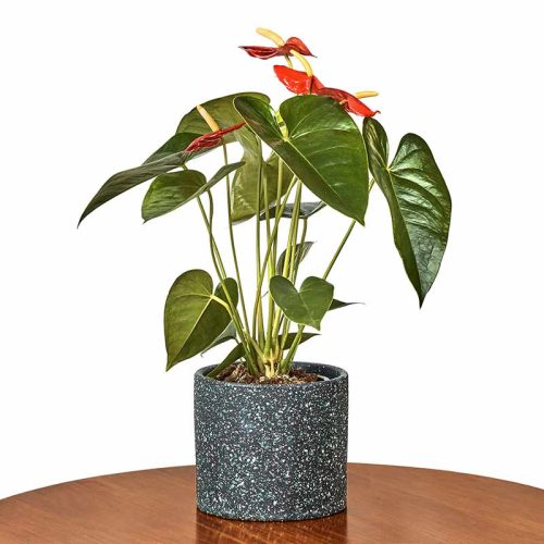 red-anthurium-indoor-plant