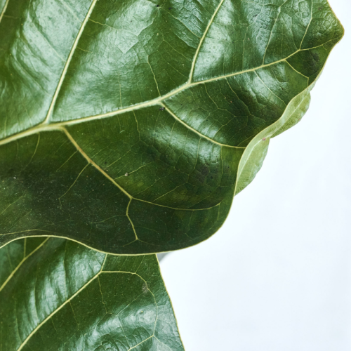 fiddle-fig-leaf-closeups