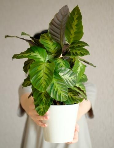 holding-a-potted-calathea-indoor-plant-2