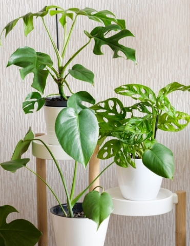 monstera-indoor-plant-varients