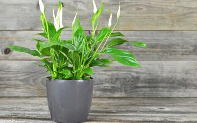 Peace Lily Indoor Plant Care