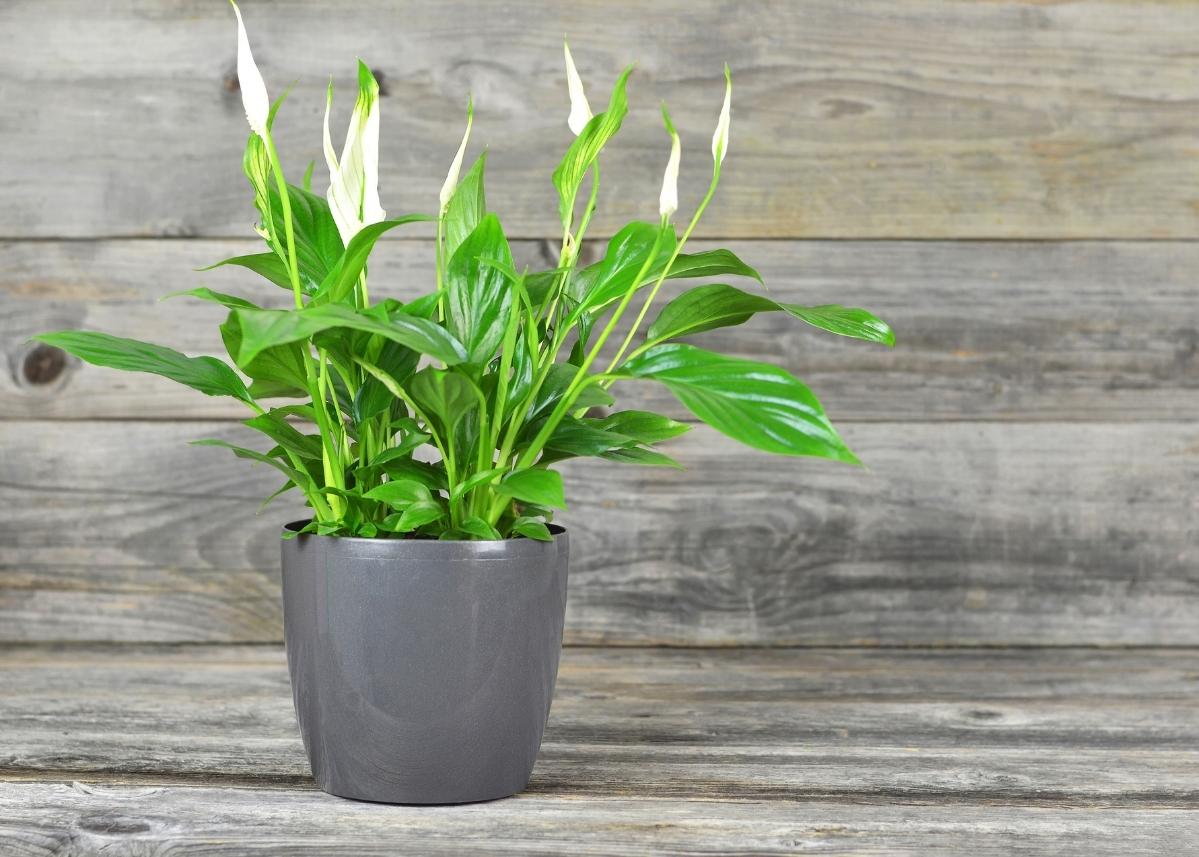 peace-lily-with-wooden-background