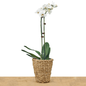 phalaenopsis-orchid-moth