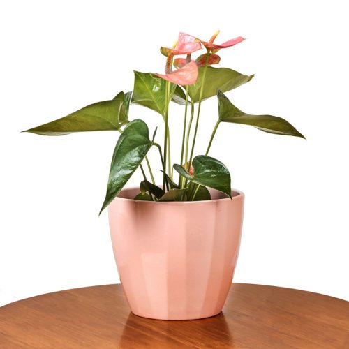 pink-anthurium-indoor-plant