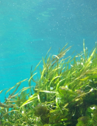 seaweed-in-ocean
