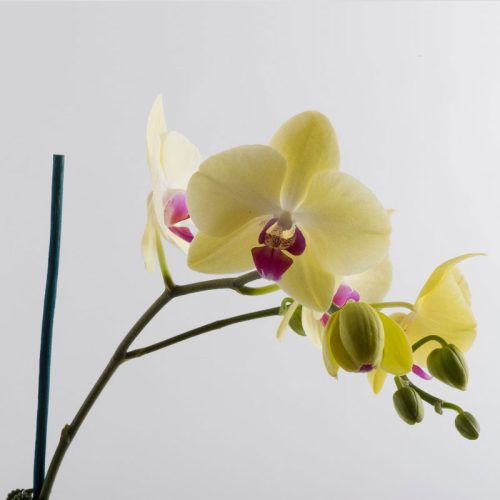 yellow-orchid
